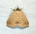 Isogona punctipennis - Hodges#8495 - photo 4