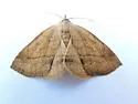 Isogona punctipennis - Hodges#8495 - photo 5