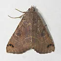 Isogona scindens - Hodges#8498 - photo 2