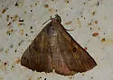 Isogona scindens - Hodges#8498 - photo 4