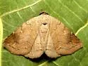 Isogona texana - Hodges#8494