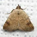 Isogona texana - Hodges#8494 - photo 2