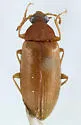 Isomira angusta