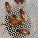 Isomira comstocki