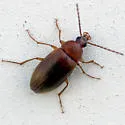 Isomira iowensis