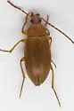Isomira iowensis - photo 2