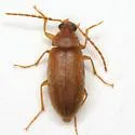Isomira iowensis - photo 3