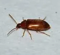 Isomira iowensis - photo 4
