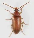 Isomira oblongula
