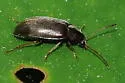 Isomira quadristriata