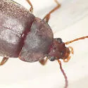 Isomira quadristriata - photo 2