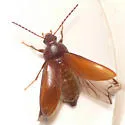 Isomira quadristriata - photo 3