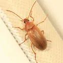 Isomira sericea
