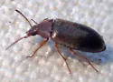 Isomira variabilis - photo 2
