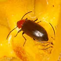 Isomira variabilis - photo 3