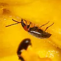 Isomira variabilis - photo 4