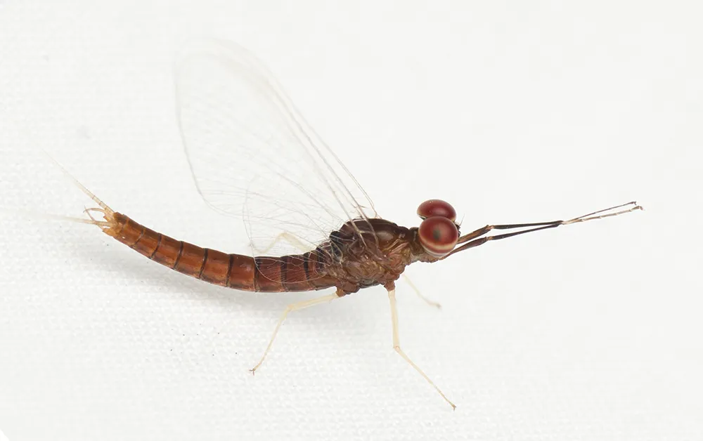 Isonychia bicolor