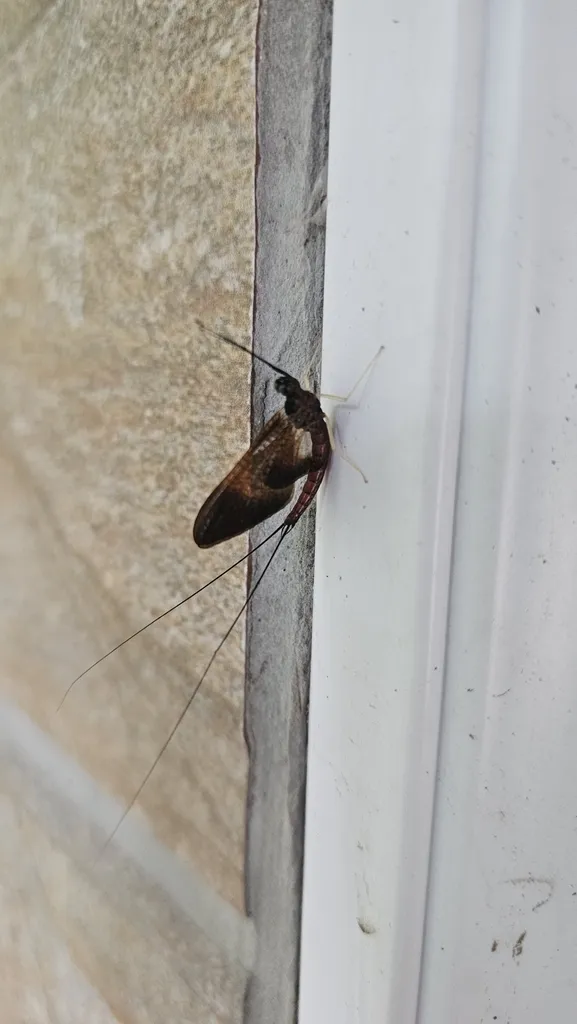 Isonychia formosana - photo 2