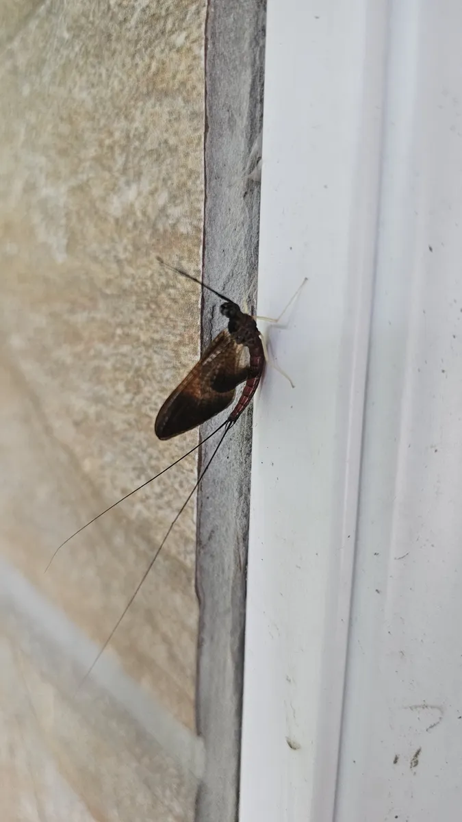 Isonychia formosana - photo 3