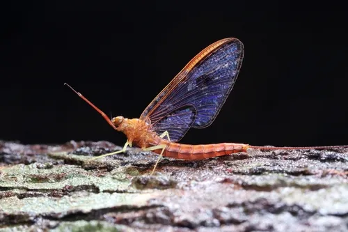 Isonychia fuscimarginata - Isonychia fuscimarginata