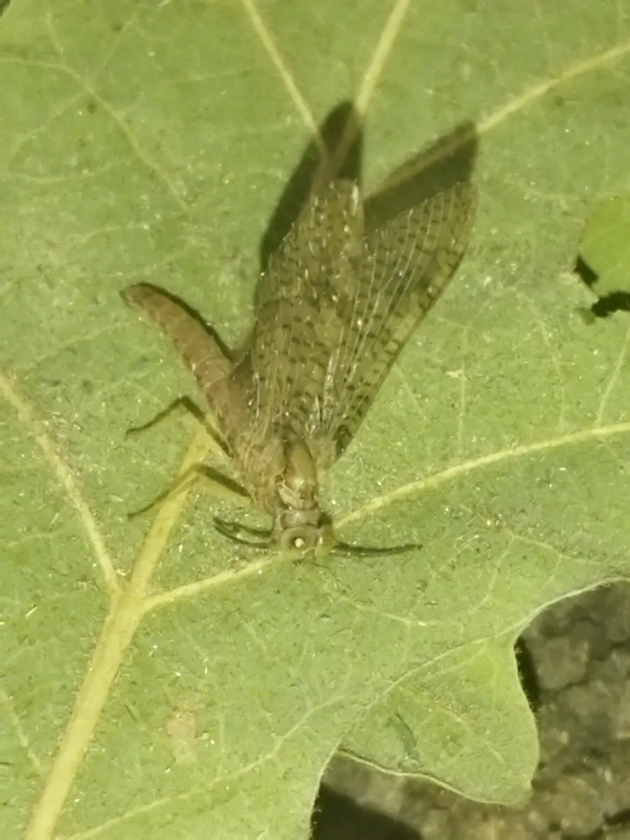 Isonychia ignota - Isonychia ignota