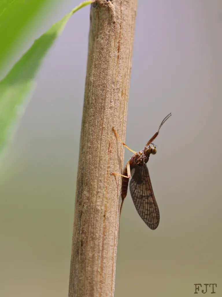 Isonychia intermedia