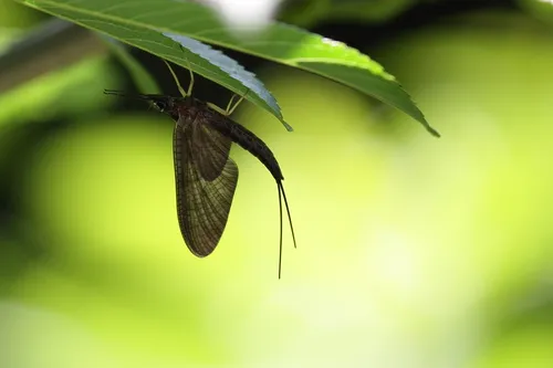 Isonychia japonica
