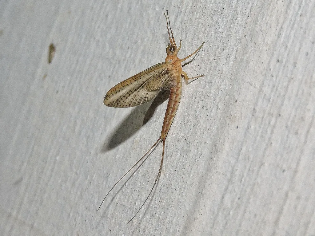 Isonychia moyarensis - photo 2
