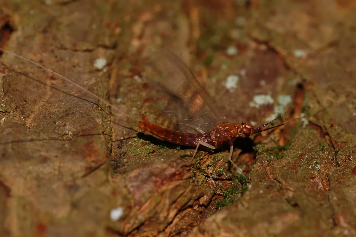 Isonychia obscura