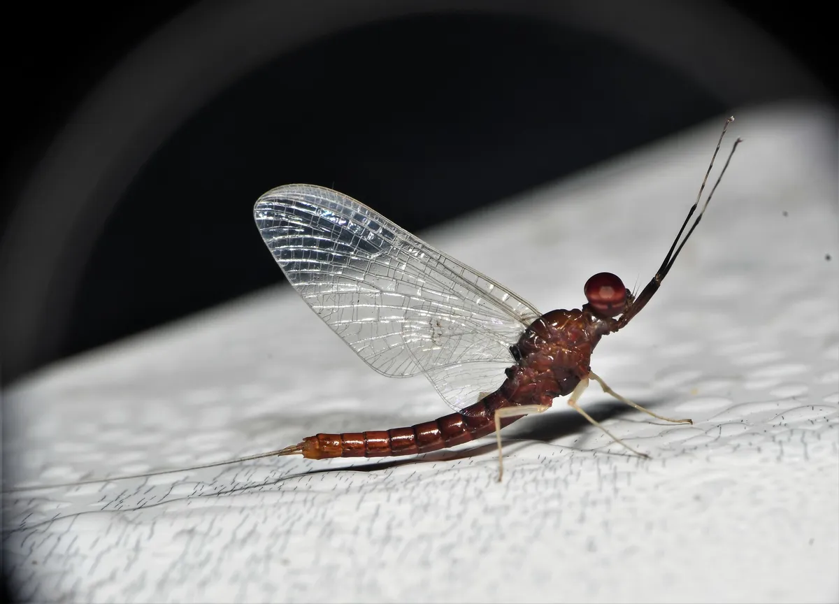 Isonychia rufa - photo 3