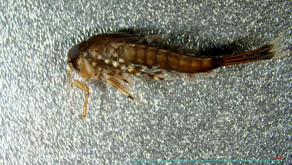 Isonychia sayi