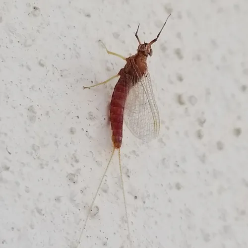 Isonychia sicca