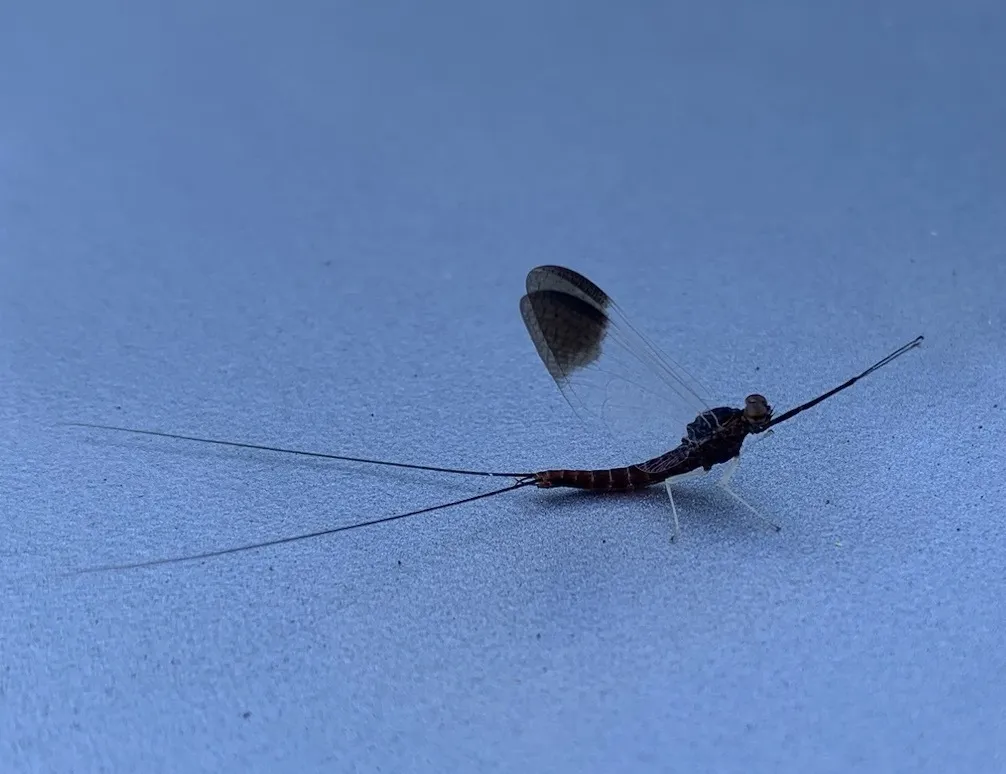 Isonychia tusculanensis