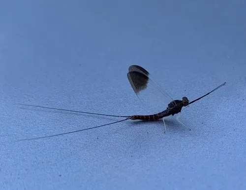 Isonychia tusculanensis - photo 2