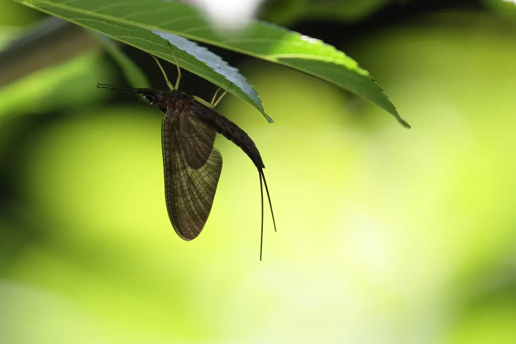 Brushlegged Mayflies - Isonychiidae