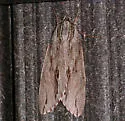 Bald Cypress Sphinx - Hodges#7791