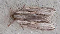 Bald Cypress Sphinx - Hodges#7791 - photo 2