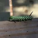 Bald Cypress Sphinx - Hodges#7791 - photo 3