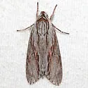Bald Cypress Sphinx - Hodges#7791 - photo 5
