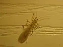 Isoperla bilineata