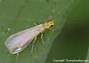Isoperla bilineata - photo 2