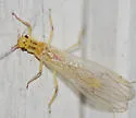 Isoperla bilineata - photo 3