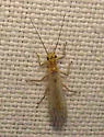 Isoperla bilineata - photo 4