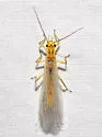 Isoperla bilineata - photo 5