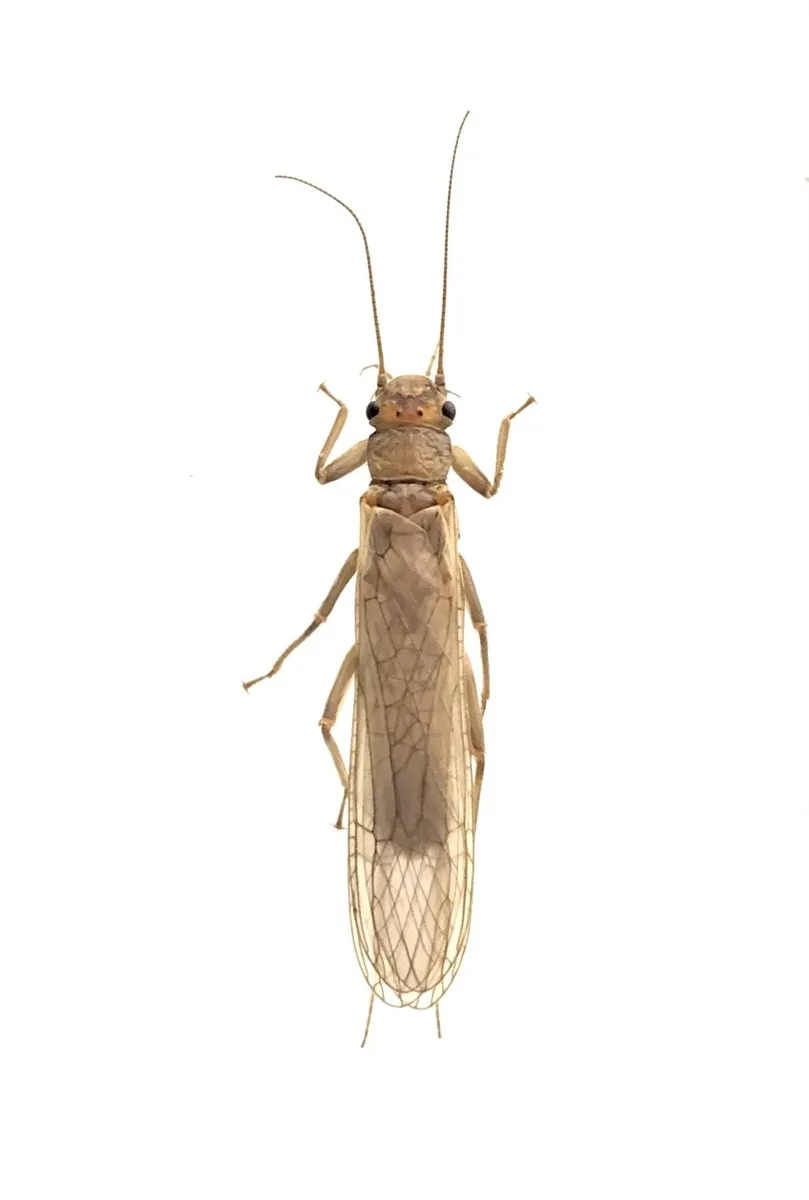 Isoperla bithynica - photo 3