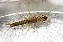 Isoperla davisi