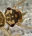 Isoperla davisi - photo 3