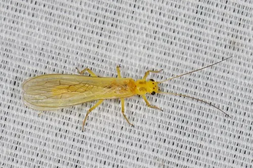 Isoperla dicala