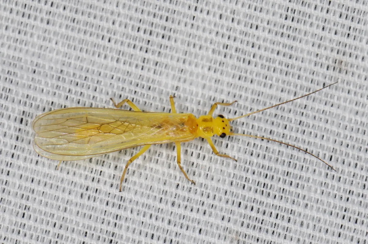 Isoperla dicala - photo 2