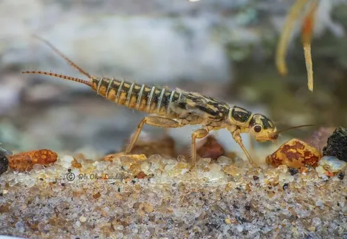 Isoperla difformis - Isoperla difformis